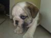 ORADEA De vanzare catelusi Bulldog englez si bulldog francez