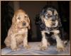 ORADEA pui englez cocker spaniel HUNGARY