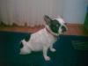 ORADEA CAULT MASCUL BULLDOG FRANCEZ PENTRU IMPERECHERE(MONTA)
