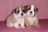 ORADEA DE VANZARE BULLDOG ENGLEZ