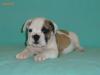 ORADEA DE VANZARE BULLDOG ENGLEZ,  de vanzare pui  de BULLDOG ENGLEZ cu pedigree