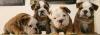 ORADEA DE VANZARE BULLDOG ENGLEZ CU PEDIGREE,  pui de BULLDOG ENGLEZ cu pedigree
