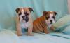 ORADEA DE VANZARE BULLDOG ENGLEZ CU PEDIGREE,   pui de BULLDOG ENGLEZ