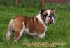 ORADEA vand PUI DE BULLDOG ENGLEZ,  CATEI BULLDOG ENGLEZ CU PEDIGREE