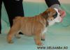 ORADEA DE VANZARE PUI BULLDOG ENGLEZ CU PEDIGREE,  catei bulldog englez