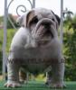 ORADEA DE VANZARE BULLDOG ENGLEZ CU PEDIGREE,  PUI BULLDOG ENGLEZ