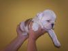 ORADEA vand bulldog englez