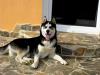 ORADEA Ofer pentru monta Husky Siberian mascul